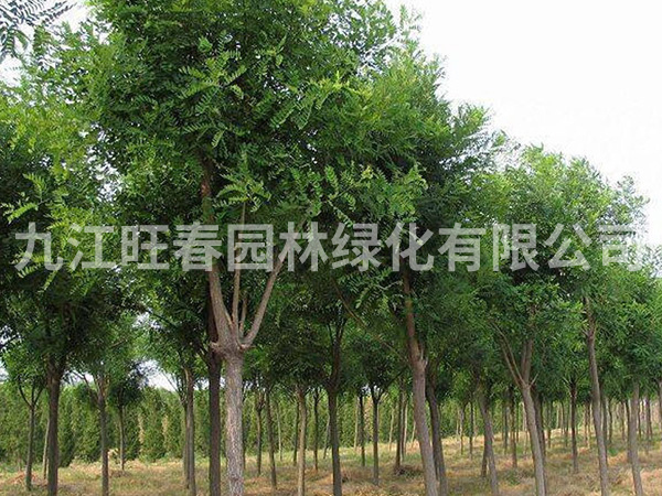 國槐樹